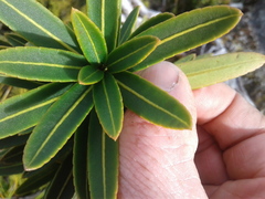 Pseudopanax linearis