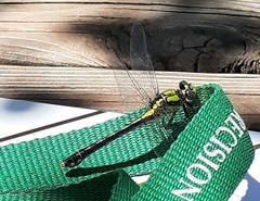 Ophiogomphus mainensis