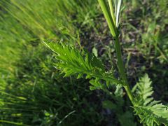 Rorippa × armoracioides