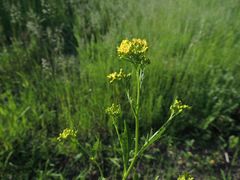 Rorippa × armoracioides