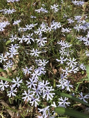Phlox bifida
