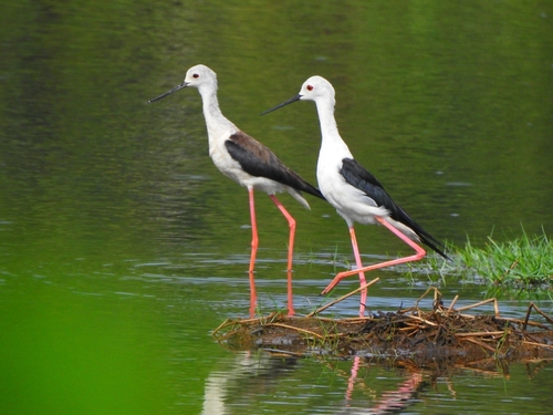 Foto de Black-winged Stilt