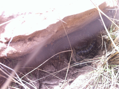 Lampropeltis splendida