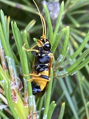 Acantholyda hieroglyphica