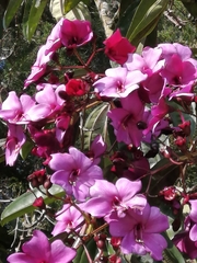 Meriania nobilis