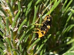 Acantholyda hieroglyphica