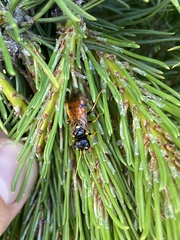 Acantholyda hieroglyphica