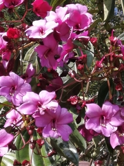 Meriania nobilis