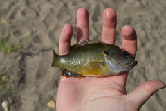 Lepomis cyanellus