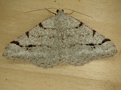 Digrammia denticulata