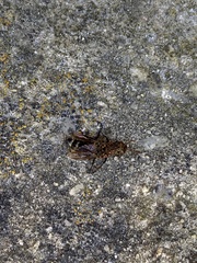 Ontholestes murinus