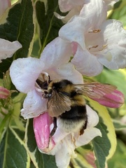 Bombus hortorum