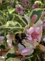 Bombus hortorum