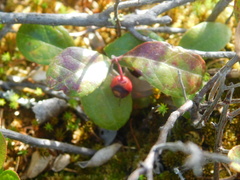 Gaultheria procumbens image