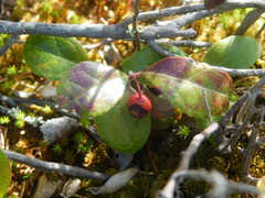 Gaultheria procumbens image