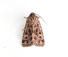 Sideridis reticulata