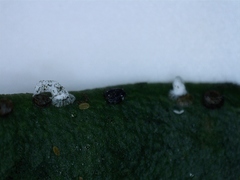 Lecanochiton actites