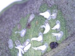 Lecanochiton actites