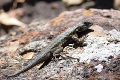 Sceloporus occidentalis becki