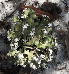 Cladonia prostrata
