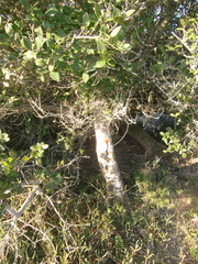 Chionanthus foveolatus