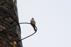 Falco tinnunculus