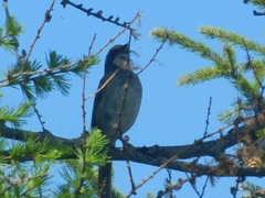 Zonotrichia albicollis image