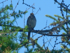 Zonotrichia albicollis image