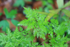 Trepocarpus aethusae