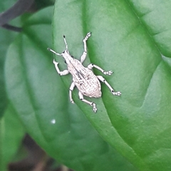 Dermatoxenus caesicollis