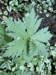 Geranium sylvaticum