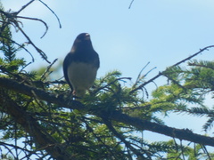 Junco hyemalis image