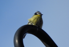 Cyanistes caeruleus
