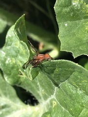 Tritoxa incurva