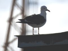 Larus fuscus