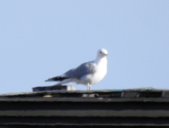 Larus canus