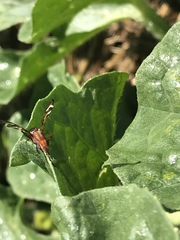 Tritoxa incurva