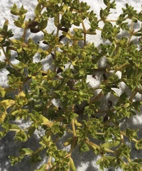 Paronychia herniarioides