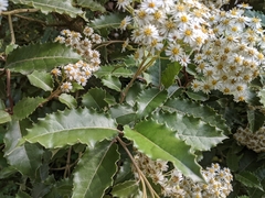 Olearia × macrodonta