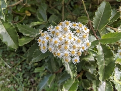 Olearia × macrodonta