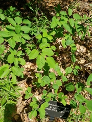 Amelanchier humilis