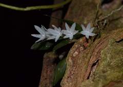 Aerangis hyaloides