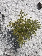 Paronychia herniarioides