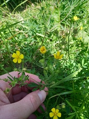 Potentilla intermedia