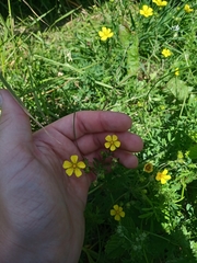 Potentilla intermedia