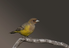 Emberiza bruniceps