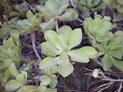 Aeonium glutinosum