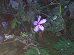 Geranium palmatum