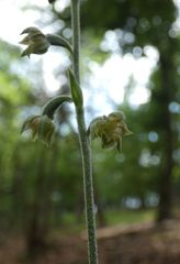 Epipactis microphylla