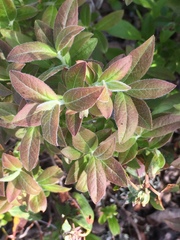 Vaccinium myrtilloides image
